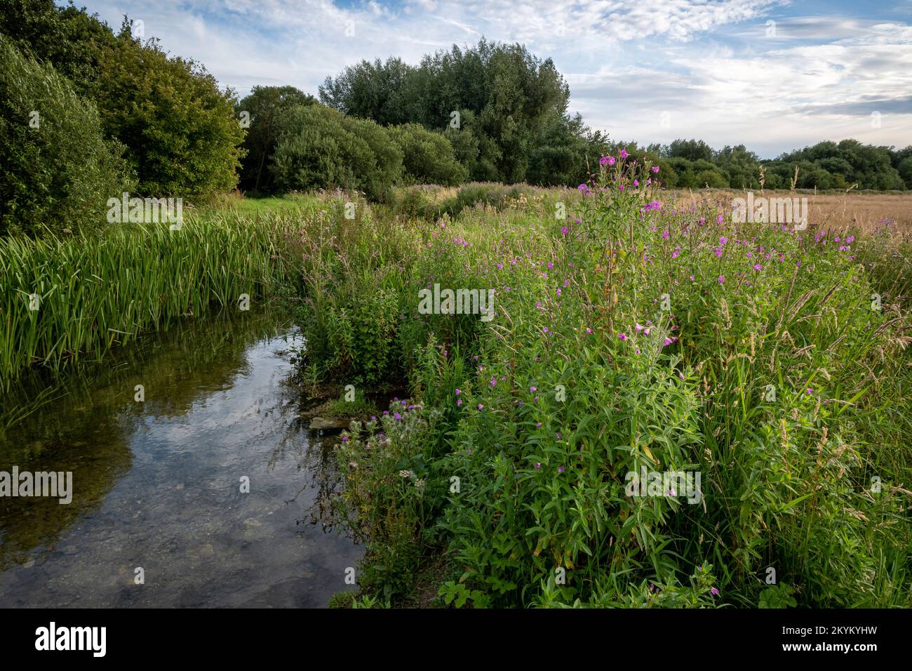Rose Bay Willow Herb am Ufer von Costa Beck in Pickering, North Yorkshire Stockfoto