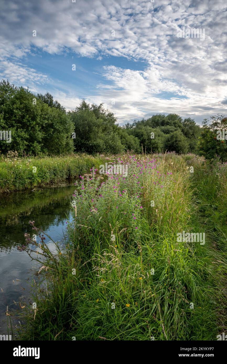 Rose Bay Willow Herb am Ufer von Costa Beck in Pickering, North Yorkshire Stockfoto
