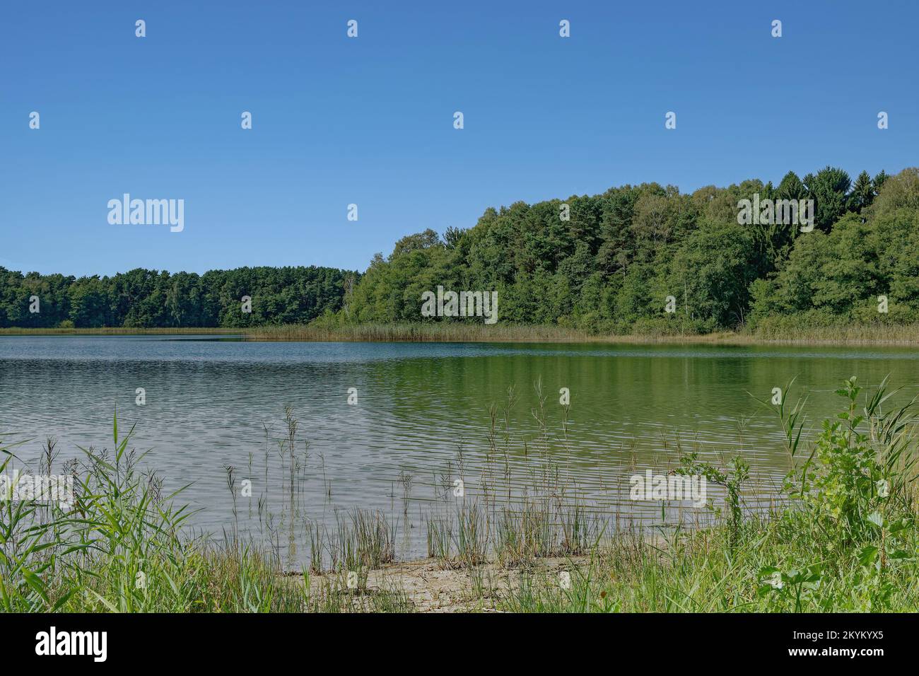 Großer Weisssee See in der Nähe von Wesenberg, Mecklenburg-Seengebiet, Deutschland Stockfoto