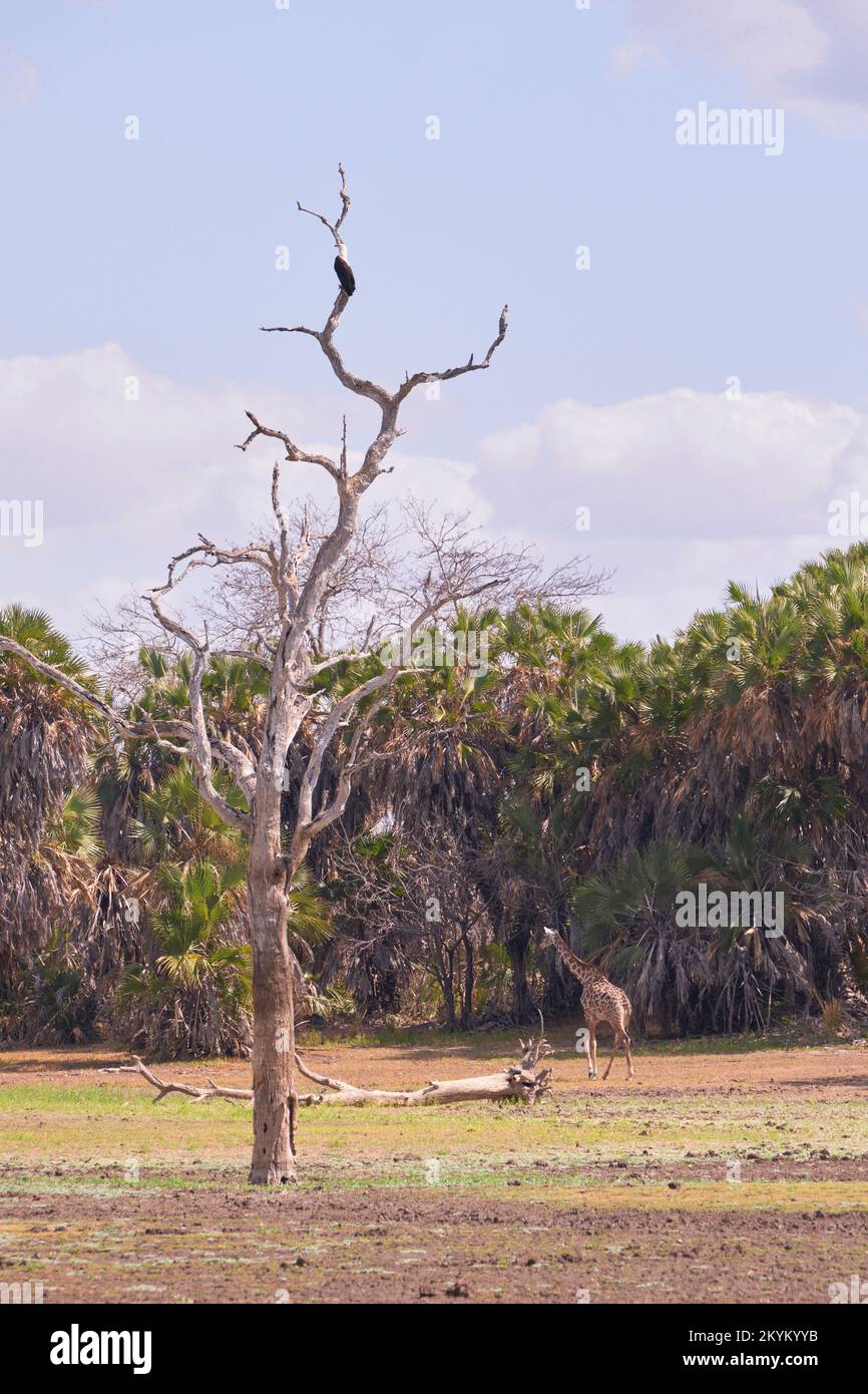 Ein afrikanischer Fischadler sitzt auf einem Baum und beobachtet das Bett eines ausgetrockneten Wasserlochs im Nyerere-Nationalpark Stockfoto