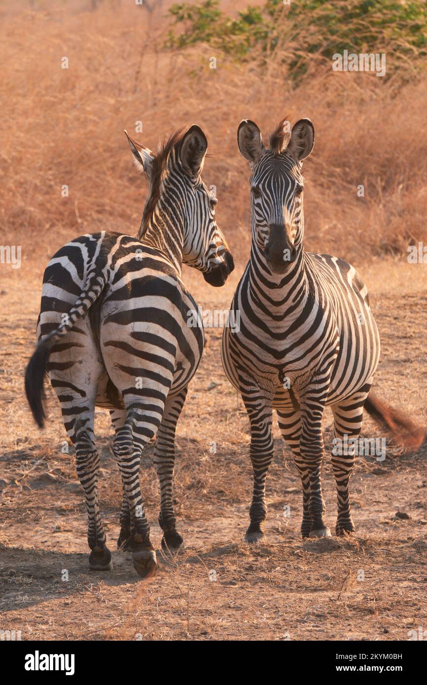 Zwei Zebras in der Abendsonne des Mikumi-Nationalparks Stockfoto