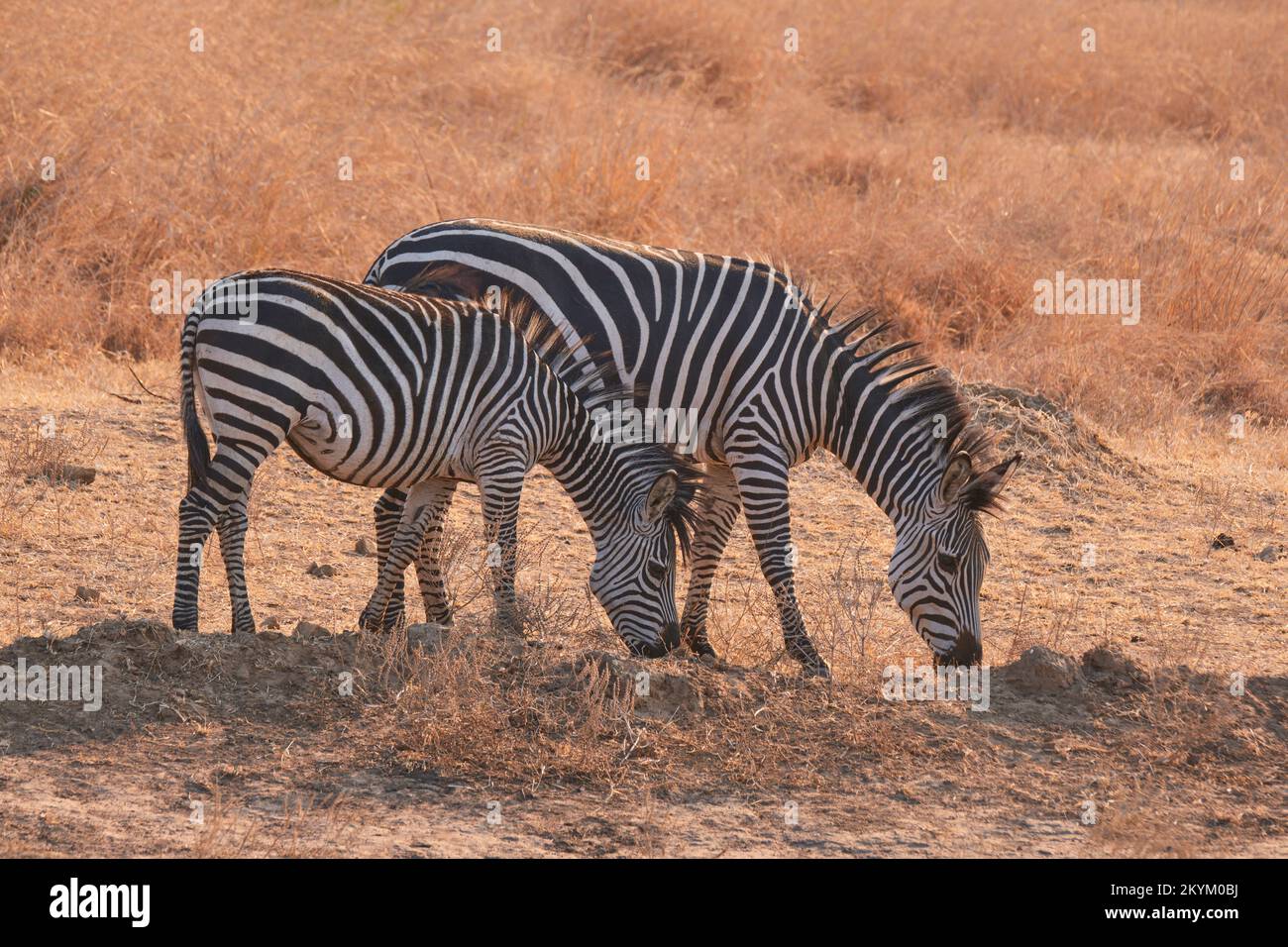 Zwei Zebras in der Abendsonne des Mikumi-Nationalparks Stockfoto