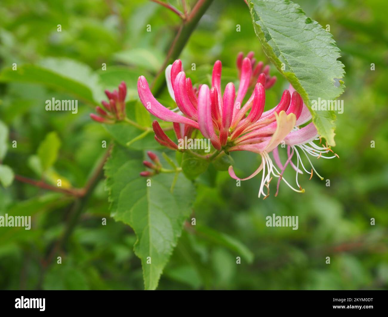 Nahaufnahme einer Geißblatt-Blume (Lonicera periclymenum) Stockfoto