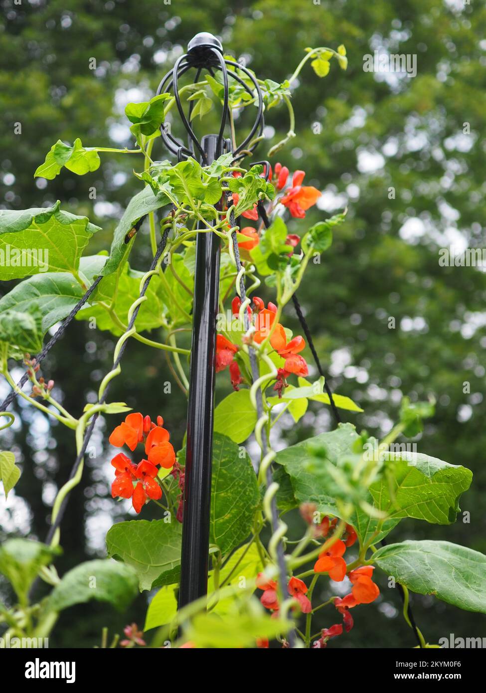 Läuferbohne „Firestorm“ Blumen und Reben auf einem Wigwam (Phaseolus coccineus) Stockfoto