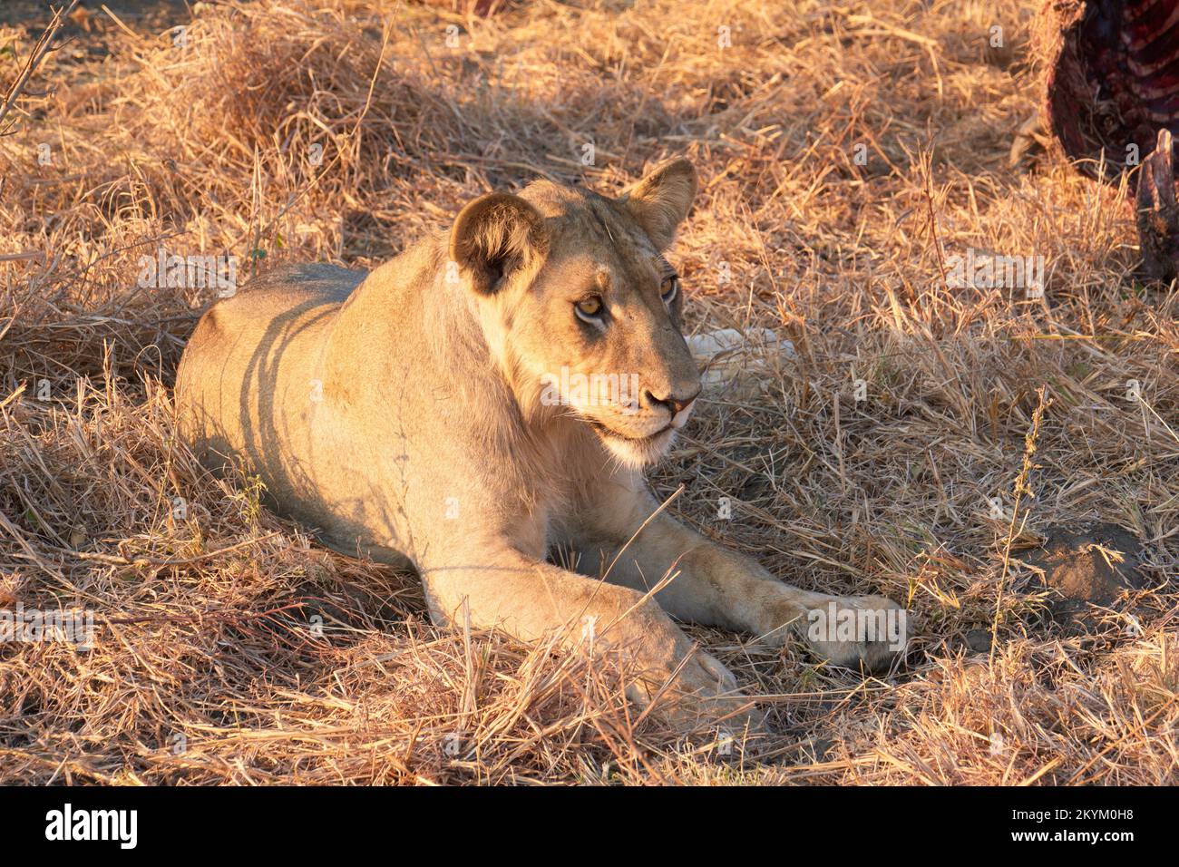 Ein Löwe ruht, nachdem er die Überreste einer Wildebeeste-Tötung in der Abendsonne des Mikumi-Nationalparks gegessen hat Stockfoto