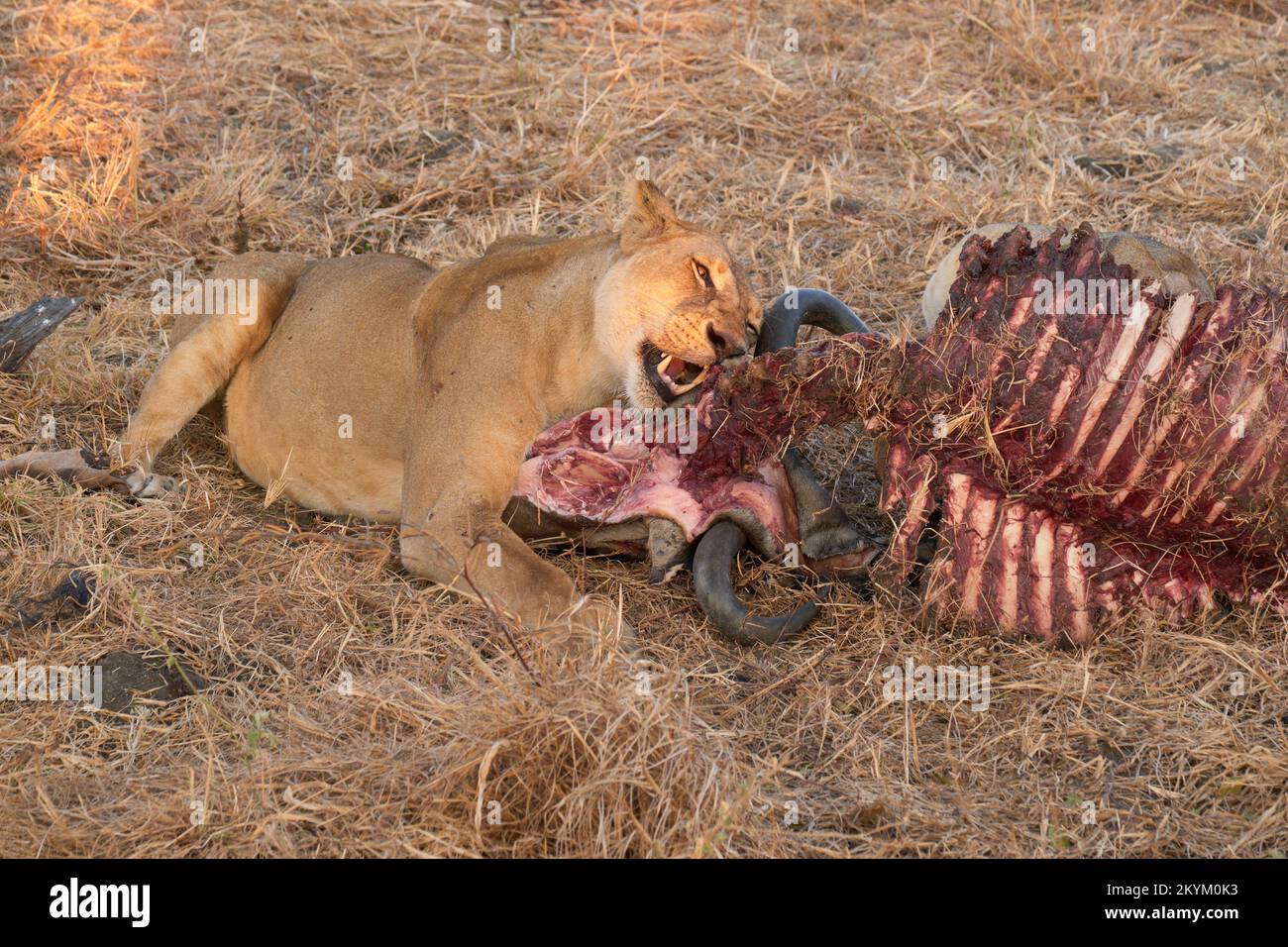 Ein Löwe frisst die Überreste eines Wildebeest-Mordes in der Abendsonne des Mikumi-Nationalparks Stockfoto