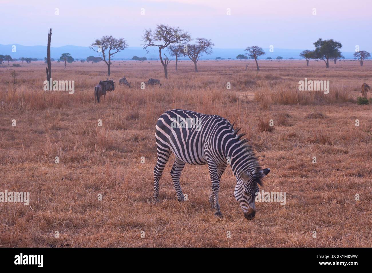 Ein Zebra grast in der Dämmerung im Abendlicht auf der Grasebene des Nationalparks Mikumi Stockfoto