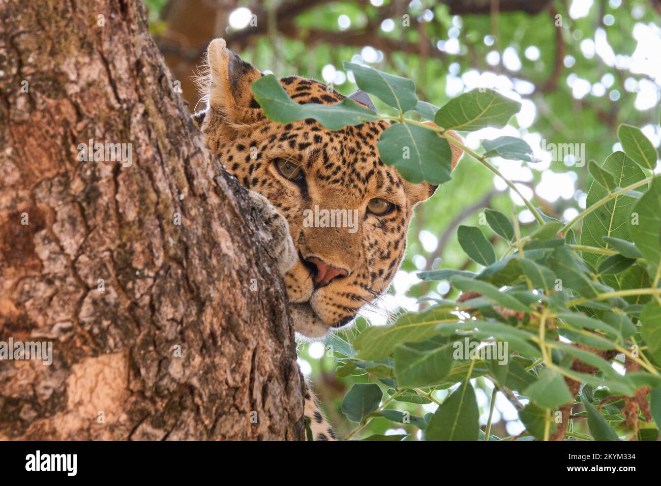 Ein Leopard blickt aus seinem Versteck in einem Baum im Ruaha-Nationalpark heraus Stockfoto