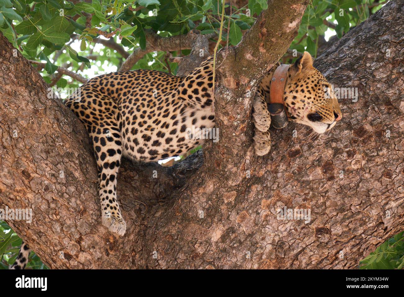 Ein Leopard blickt aus seinem Versteck in einem Baum im Ruaha-Nationalpark heraus Stockfoto