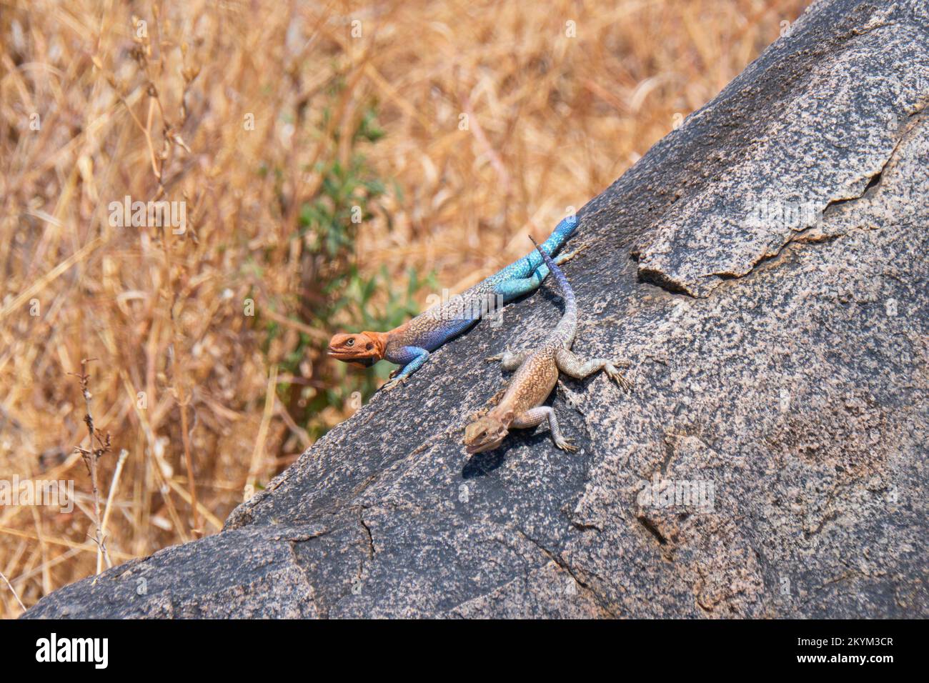 Agama-Eidechsen überfahren einen Felsen im Ruaha-Nationalpark Stockfoto