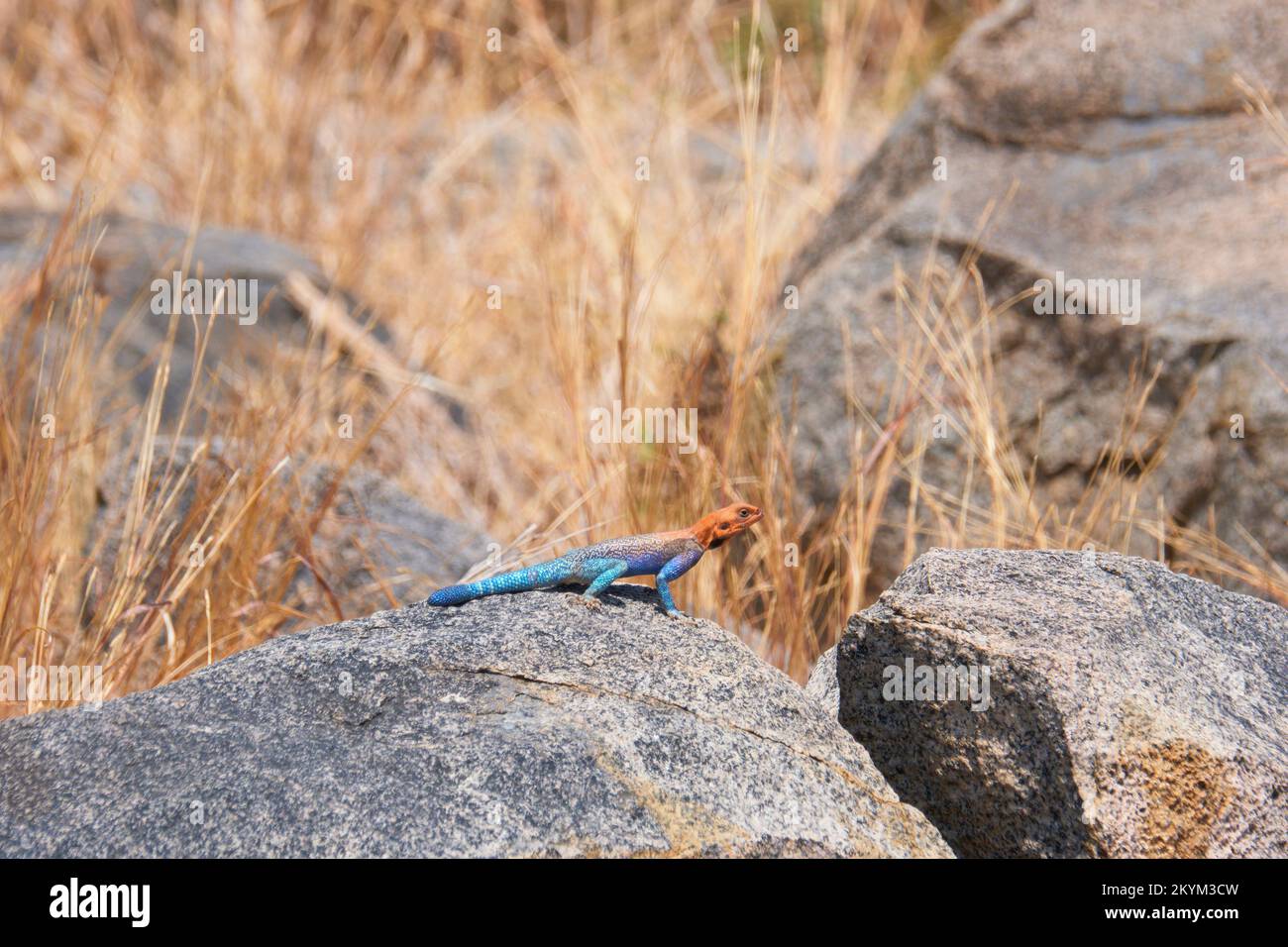 Eine Agama-Eidechse überquert einen Felsen im Ruaha-Nationalpark Stockfoto