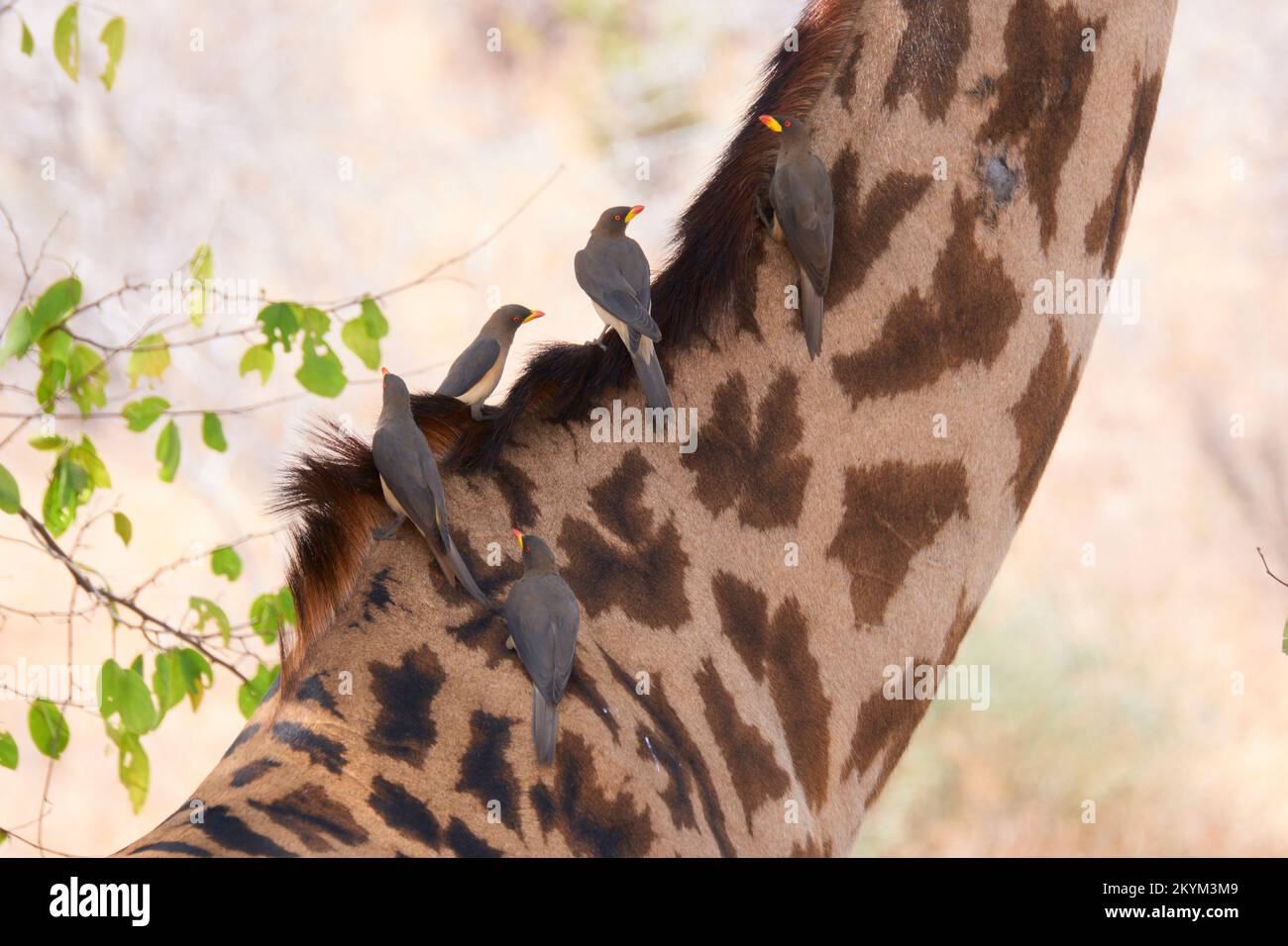 Oxpecker zeckenfressende Vögel, reisen auf dem Hals einer Masai Giraffe im Ruaha-Nationalpark in der Trockenzeit Stockfoto