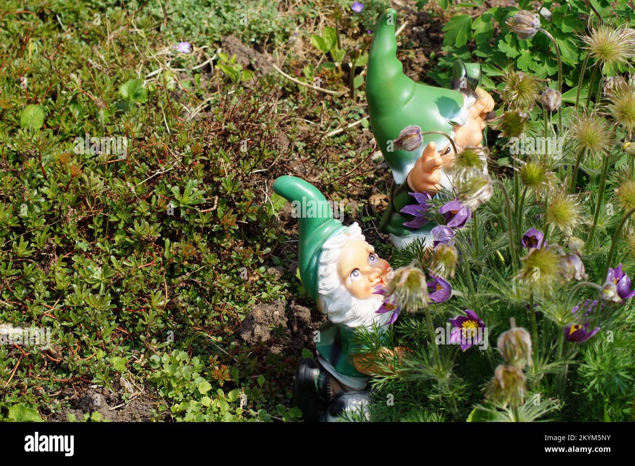 Kleine Zwerge verstecken sich im Garten Stockfoto