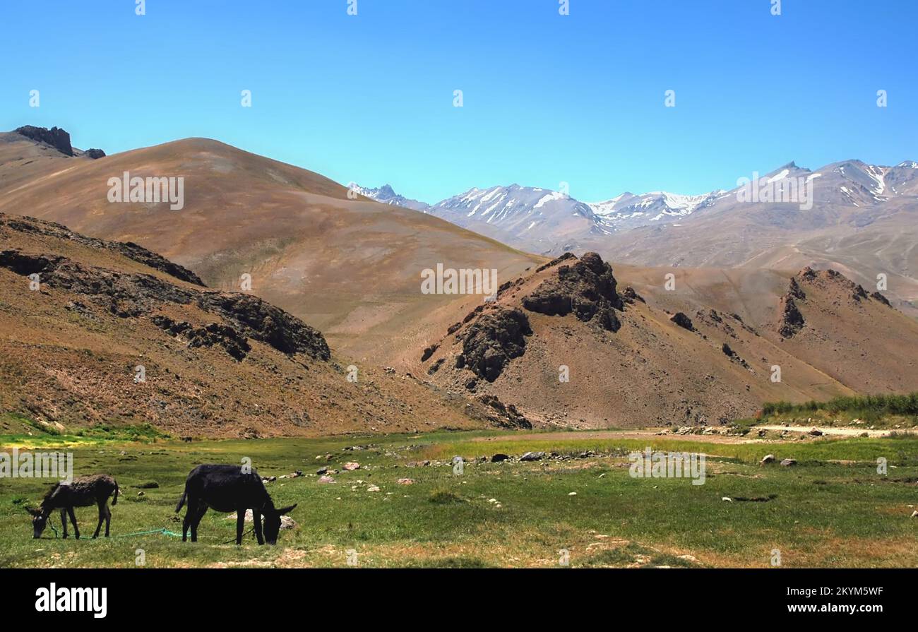 Berglandschaft zwischen Kabul und Bamyan (Bamiyan) in Afghanistan. Esel grasen auf einem Grasfeld. Stockfoto