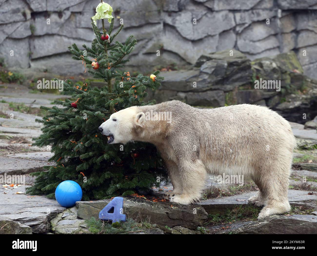 Berlin, Deutschland. 01.. Dezember 2022. Ein mit Obst, Gemüse und Fisch geschmückter Weihnachtsbaum steht im Berliner Zoo anlässlich des vierten Geburtstages des Eisbären Hertha. Kredit: Wolfgang Kumm/dpa/Alamy Live News Stockfoto