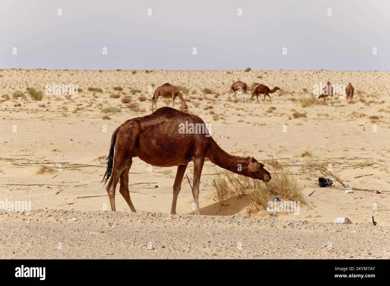 Kamele in der Wüste essen Blätter vom Baum. Wilde Tiere in ihrem natürlichen Lebensraum. Wildnis und trockene Landschaften. Reisen und Tourismus. Stockfoto