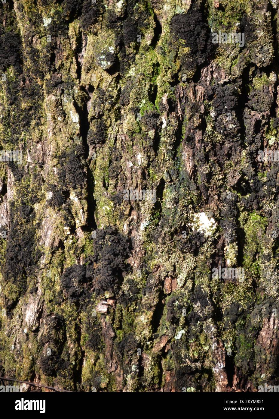 Detalhe do tronco, Casca de árvore com musgo. Stockfoto