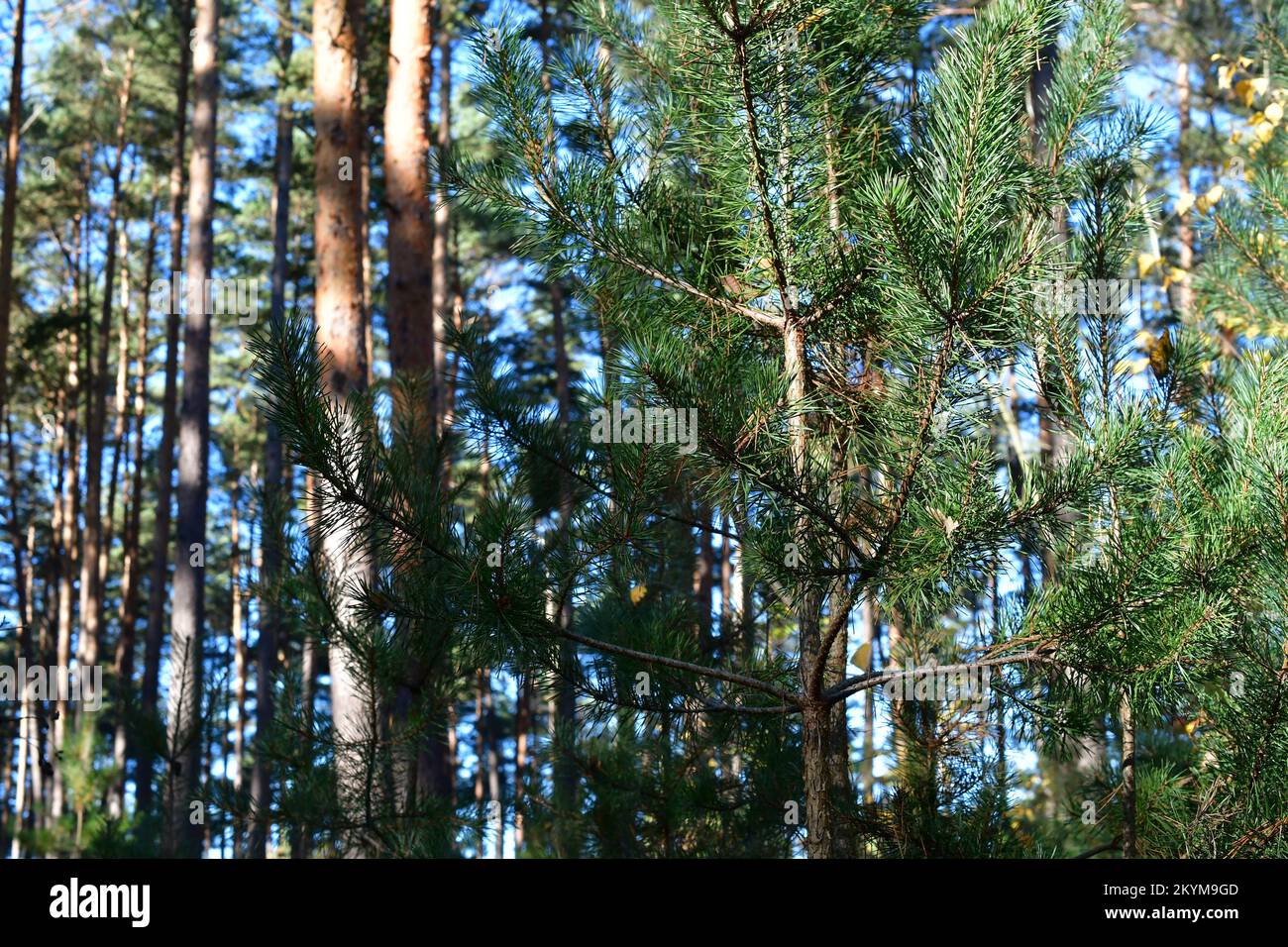 Kalchreuth Stockfoto