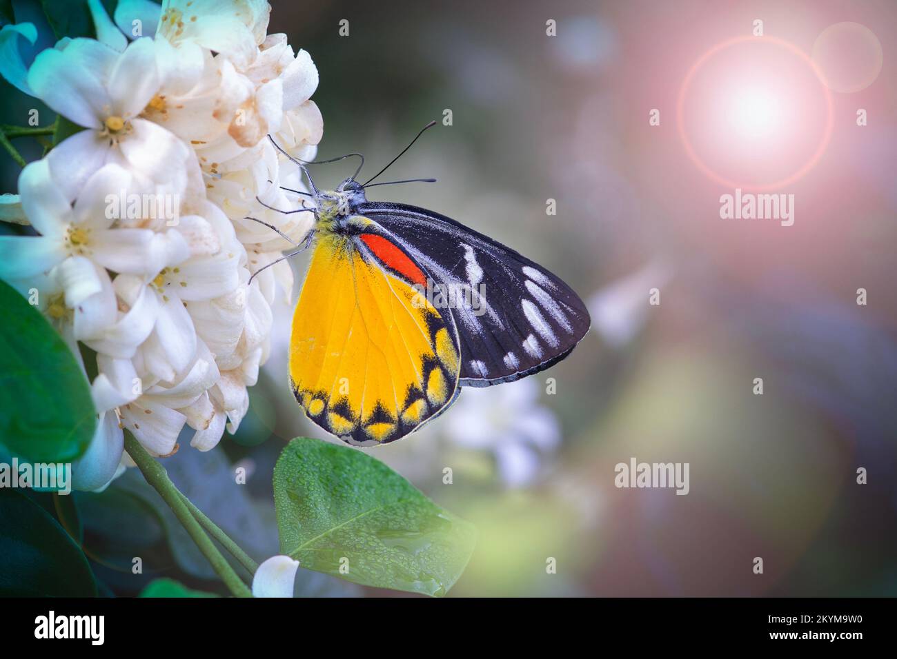 Farbenfrohe Schmetterlinge, die Nektar auf Pollen suchen, vor verschwommenem Hintergrund des Gartens unter Lichtern und Bokeh. Stockfoto