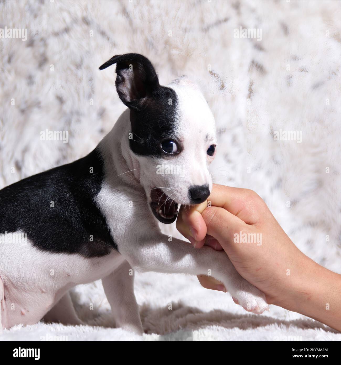 Das schwarze und weiße Hündchen beißt und schaut in die Kamera Stockfoto