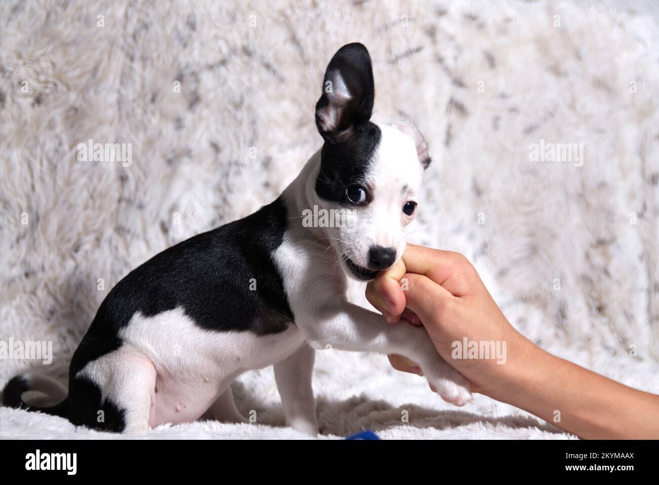 Hündchen beißt auf die Finger Stockfoto
