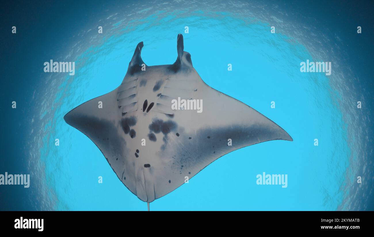 Riffmanta - Mobula alfredi schwimmt über dem Korallenriff Stockfoto