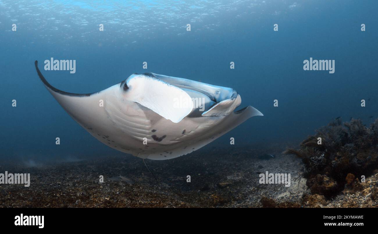 Riffmanta - Mobula alfredi schwimmt über dem Korallenriff Stockfoto