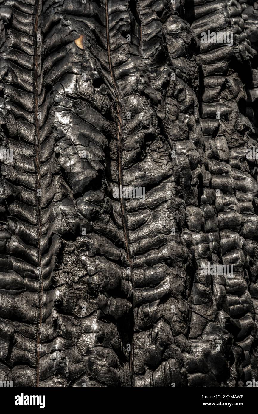 Textur des Hintergrundbildes mit schwarzem Holzkohle Stockfoto