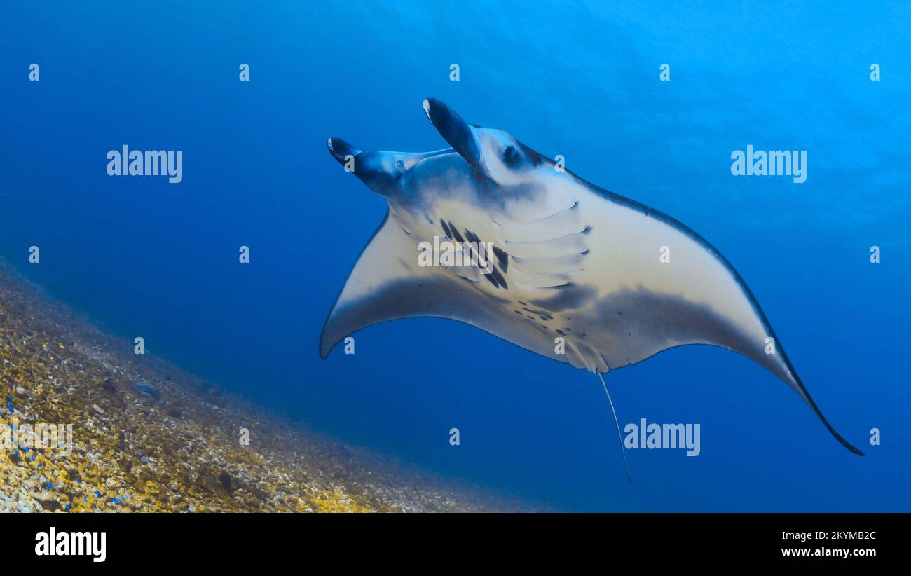 Riffmanta - Mobula alfredi schwimmt über dem Korallenriff Stockfoto