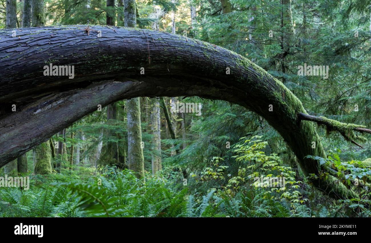 Ein gebogener Baum im East Sooke Regional Park, British Columbia, Kanada. Stockfoto