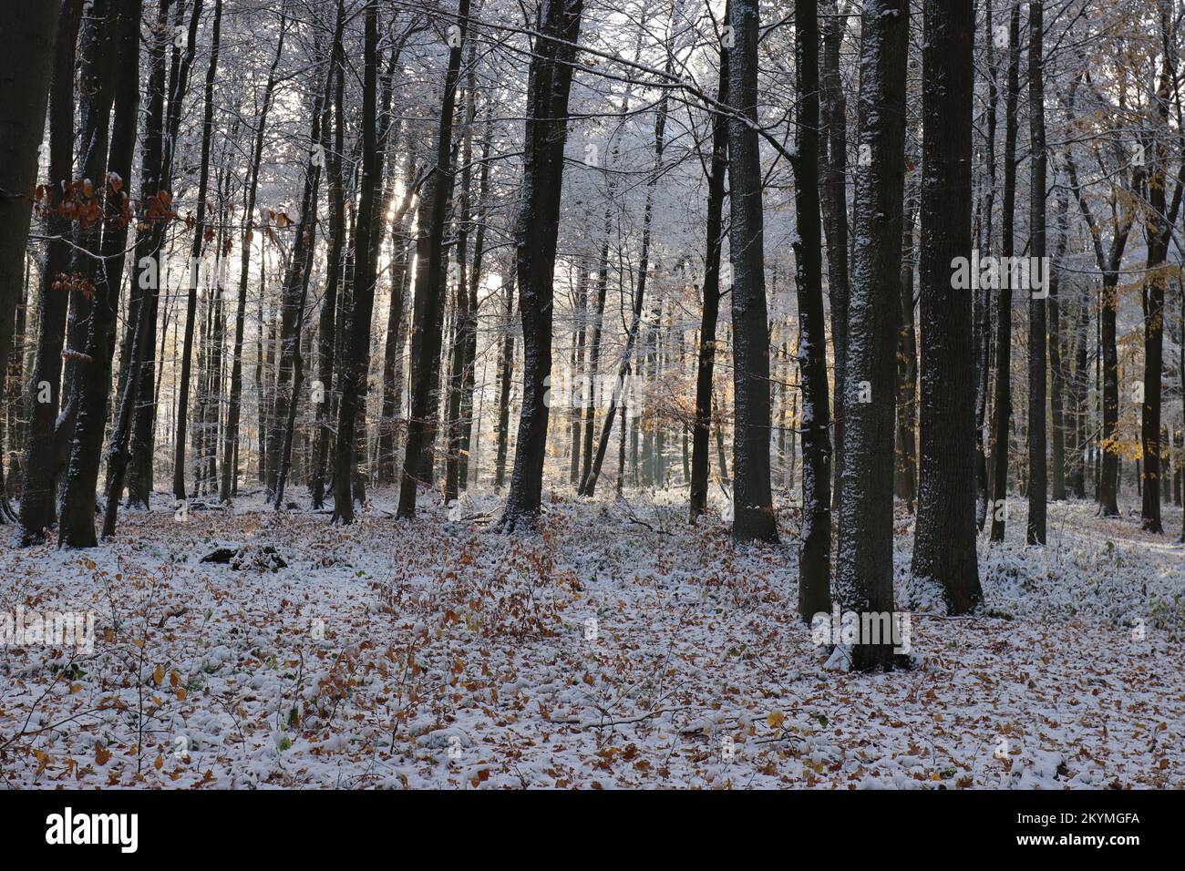 Blick auf dunkle Baumstämme in einem winterlichen Wald Stockfoto