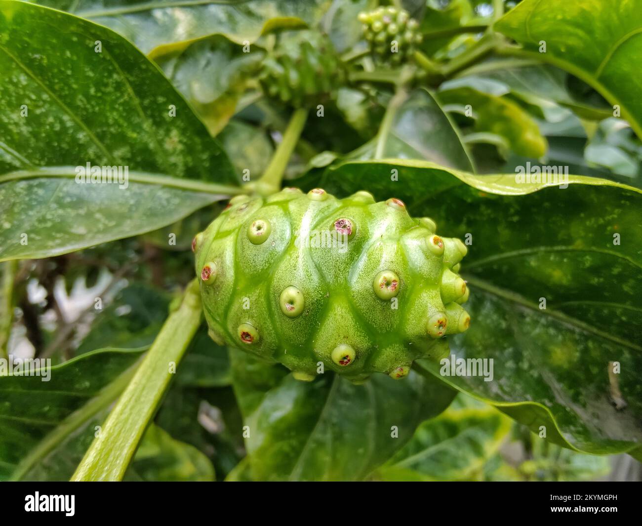 Schöne reife Noni-Früchte Stockfoto