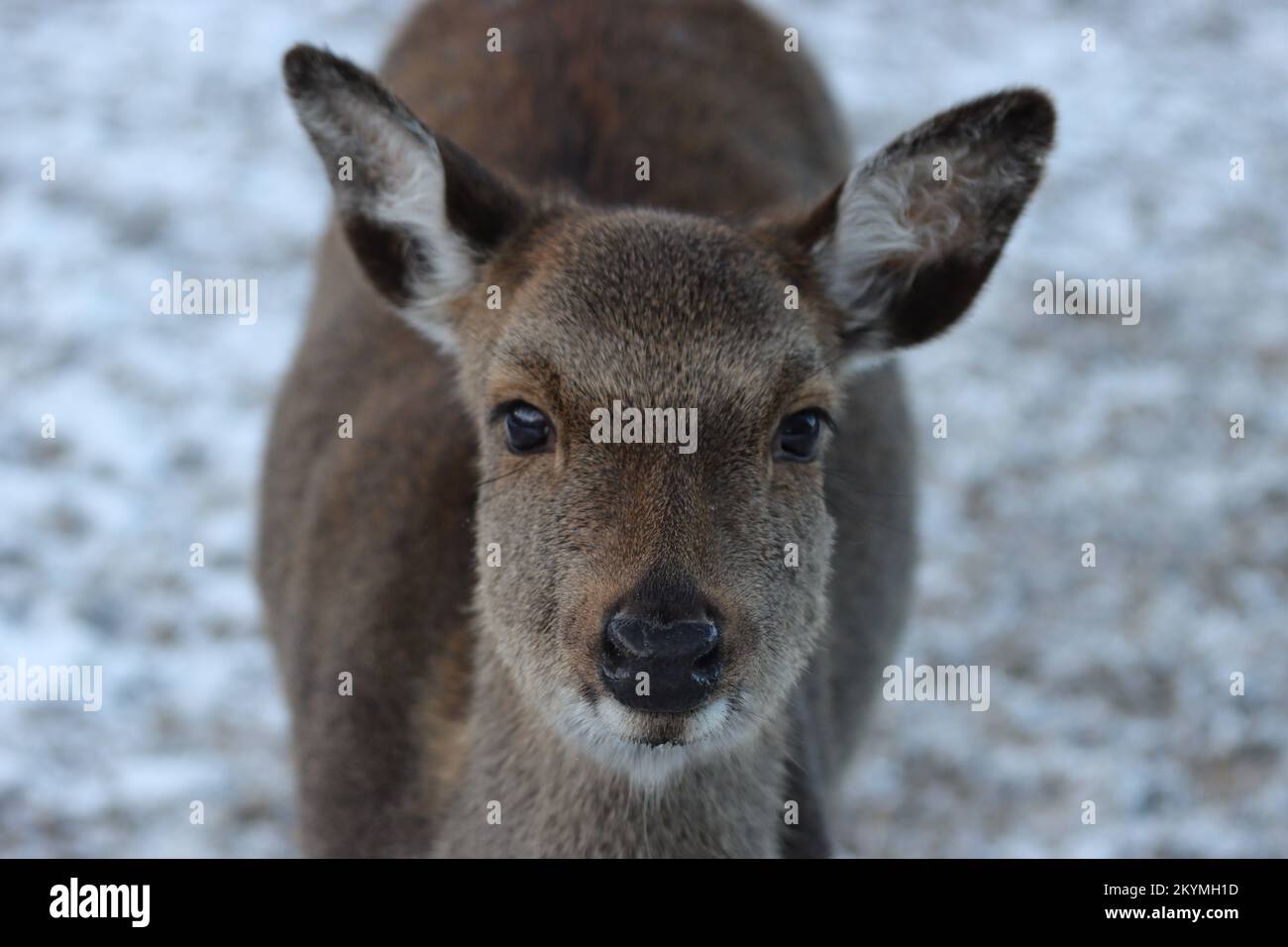 Tierporträt eines jungen Hirsches mit direktem Blick in die Augen vor einem weißen, natürlichen, verschwommenen Hintergrund Stockfoto