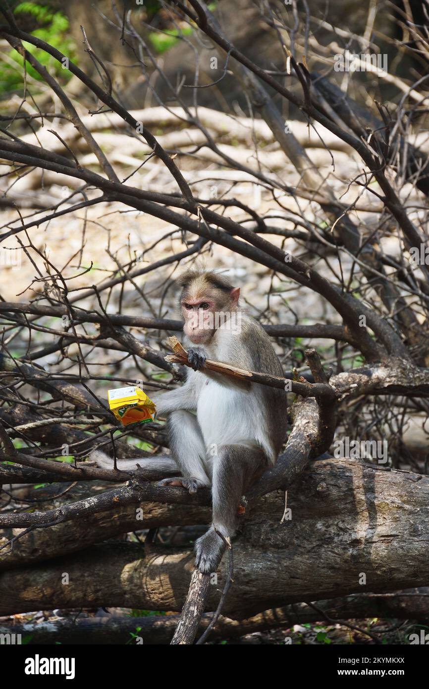 Durstiger Affe, der im Wald ein alkoholfreies Getränk trinkt, lustiger Anblick Stockfoto