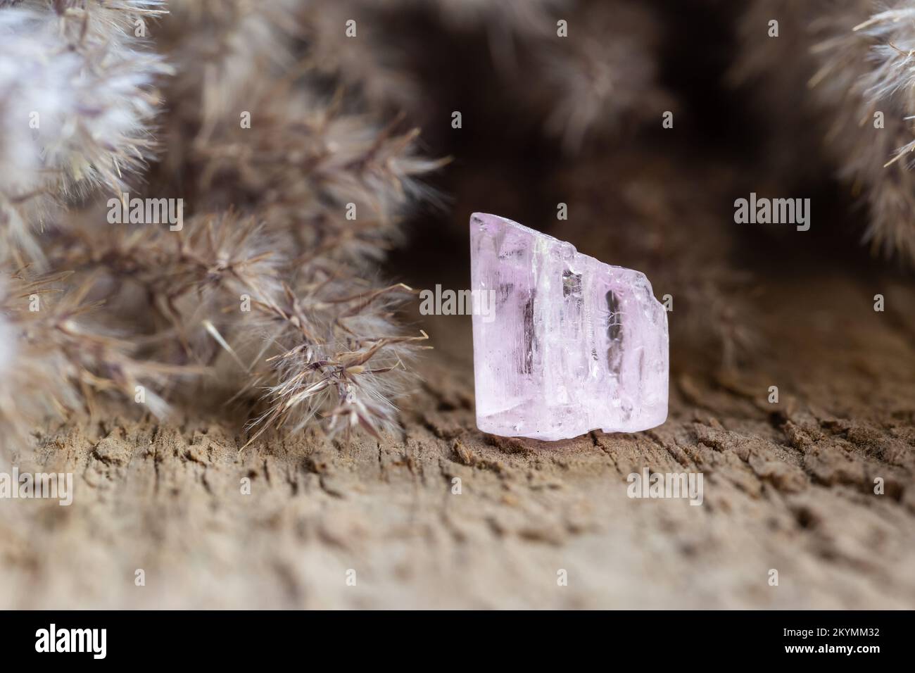 Lichtdurchlässiger, rosafarbener Kunzit-Kristall, heilender Edelstein auf Holzhintergrund. Probe Aus Der Sammlung Natürlicher Mineralien Stockfoto