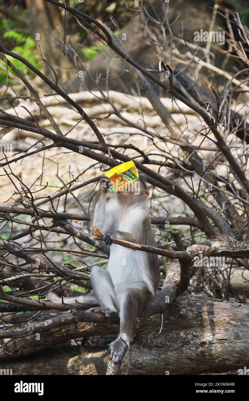 Durstiger Affe, der im Wald ein alkoholfreies Getränk trinkt, lustiger Anblick Stockfoto