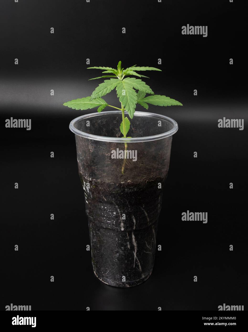 Kleine, keimgrüne Marihuana-Pflanze, Cannabis, das in einem Becher auf dunklem Hintergrund keimt. Stockfoto