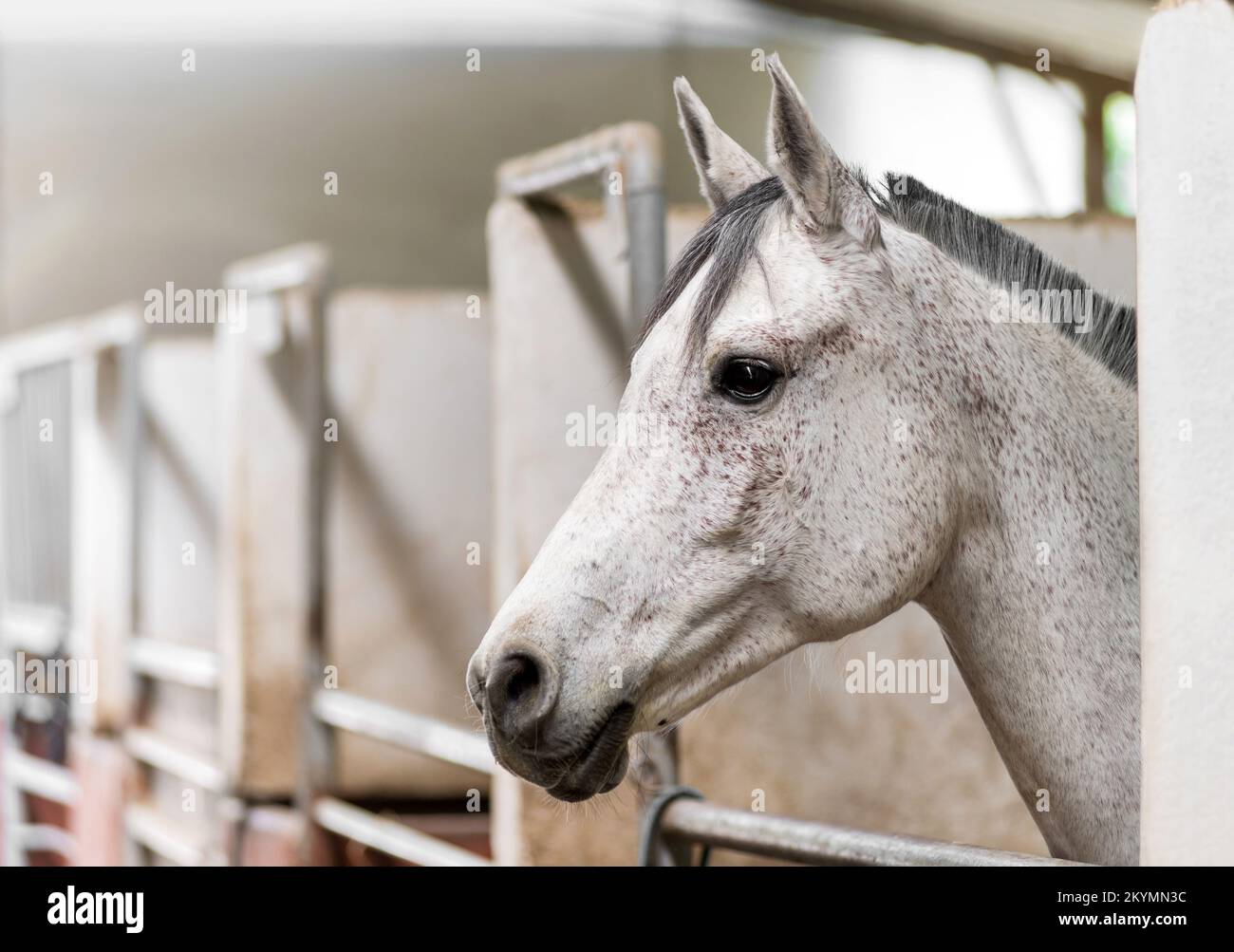 Seitlicher Kopfschuss eines liebenswerten, gehorsamen Pferdes mit weißem Mantel und grauer Mähne, die im Stall steht, mit Metallleisten in der Scheune Stockfoto