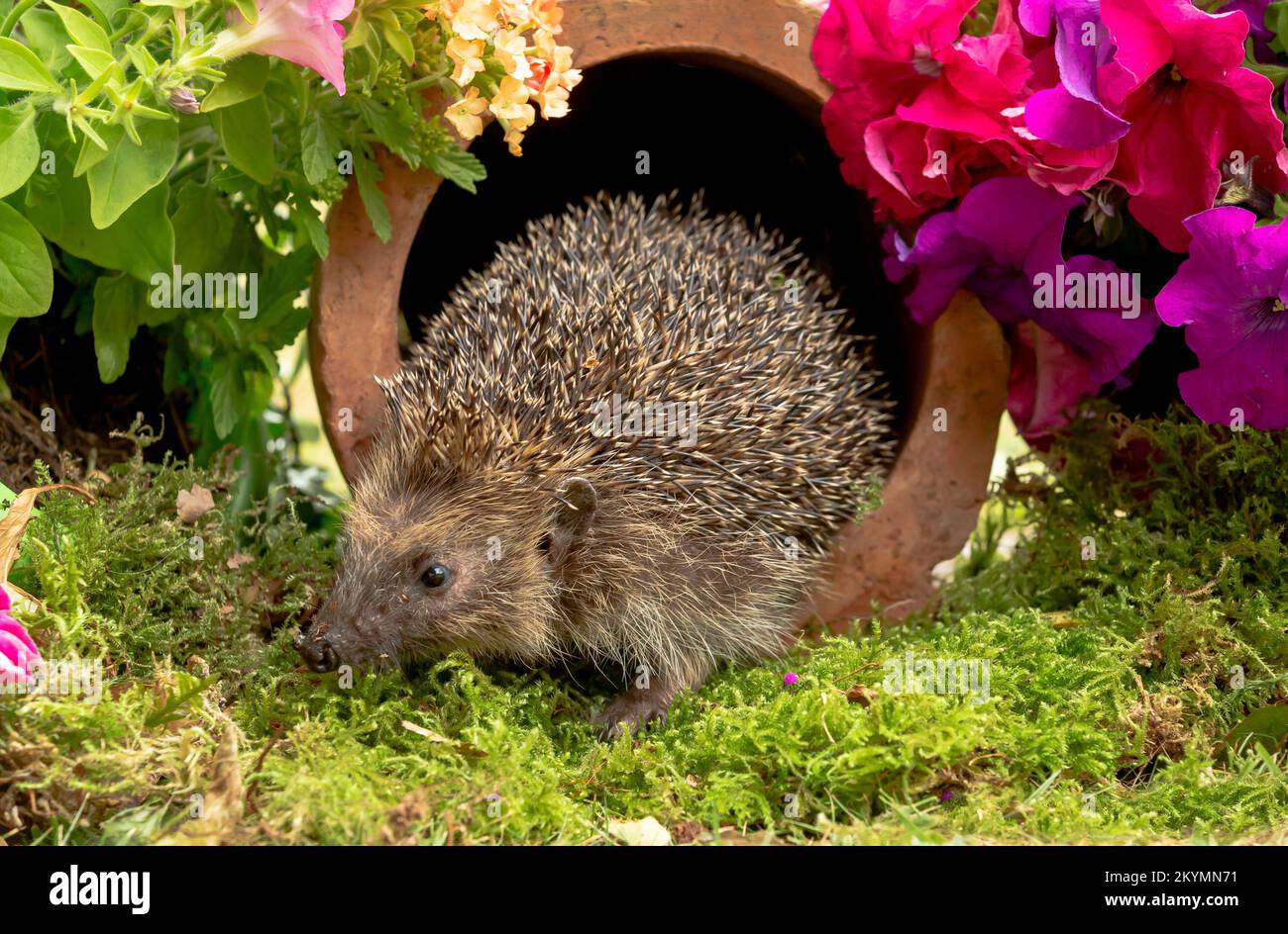 Wilder, einheimischer Igel auf der Suche nach Igelfreunden im Garten. In einem Wildtierhäuschen aufgenommen, um die Gesundheit und die Population dieses rückläufigen Säugetieres zu überwachen Stockfoto