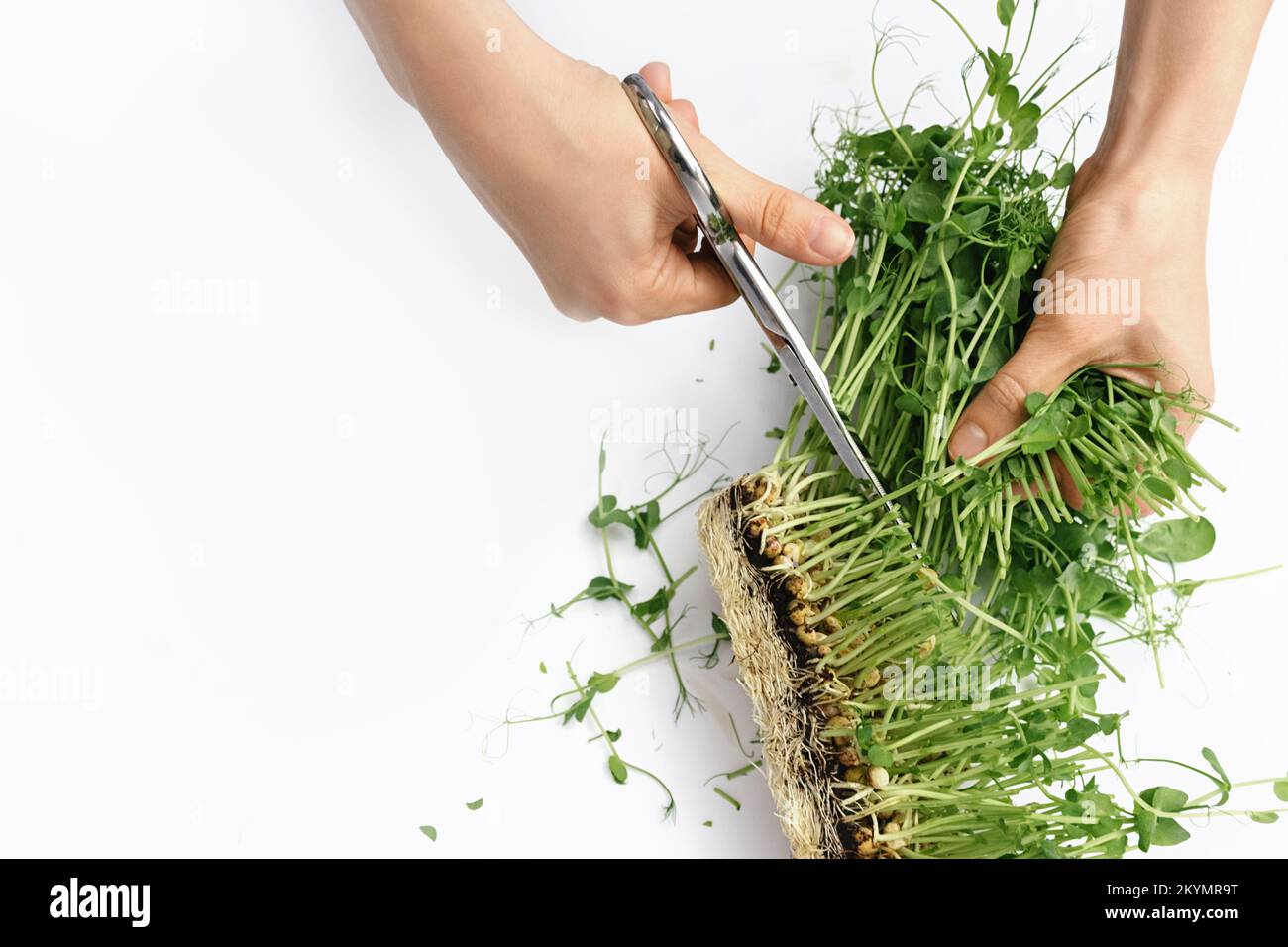 Weibliche Hände schneiden Sprossen von grünen mikrogrünen Erbsen aus Samen und Wurzeln mit einer Metallschere auf weißem Hintergrund. Das Konzept der veganen und gesunden Ernährung. Keimung von Samen zu Hause. Bereich Kopieren. Stockfoto
