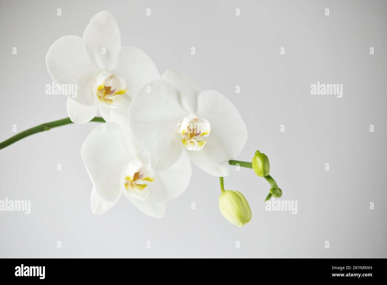 Blumen einer schönen weißen Orchidee auf weißem Hintergrund, isoliert. Ein Zweig einer weißen Orchidee mit blühenden Blumen und grünen Knospen. Phalaenopsis Stockfoto