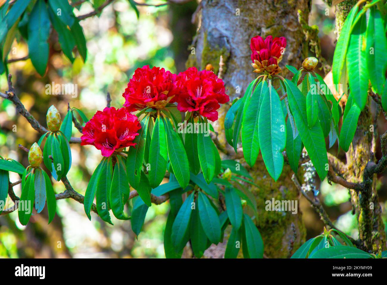 Rhododendron-Blume im Himalaya des Nepal Khaptad-Nationalparks, wunderschöner roter Blumenbaum Stockfoto