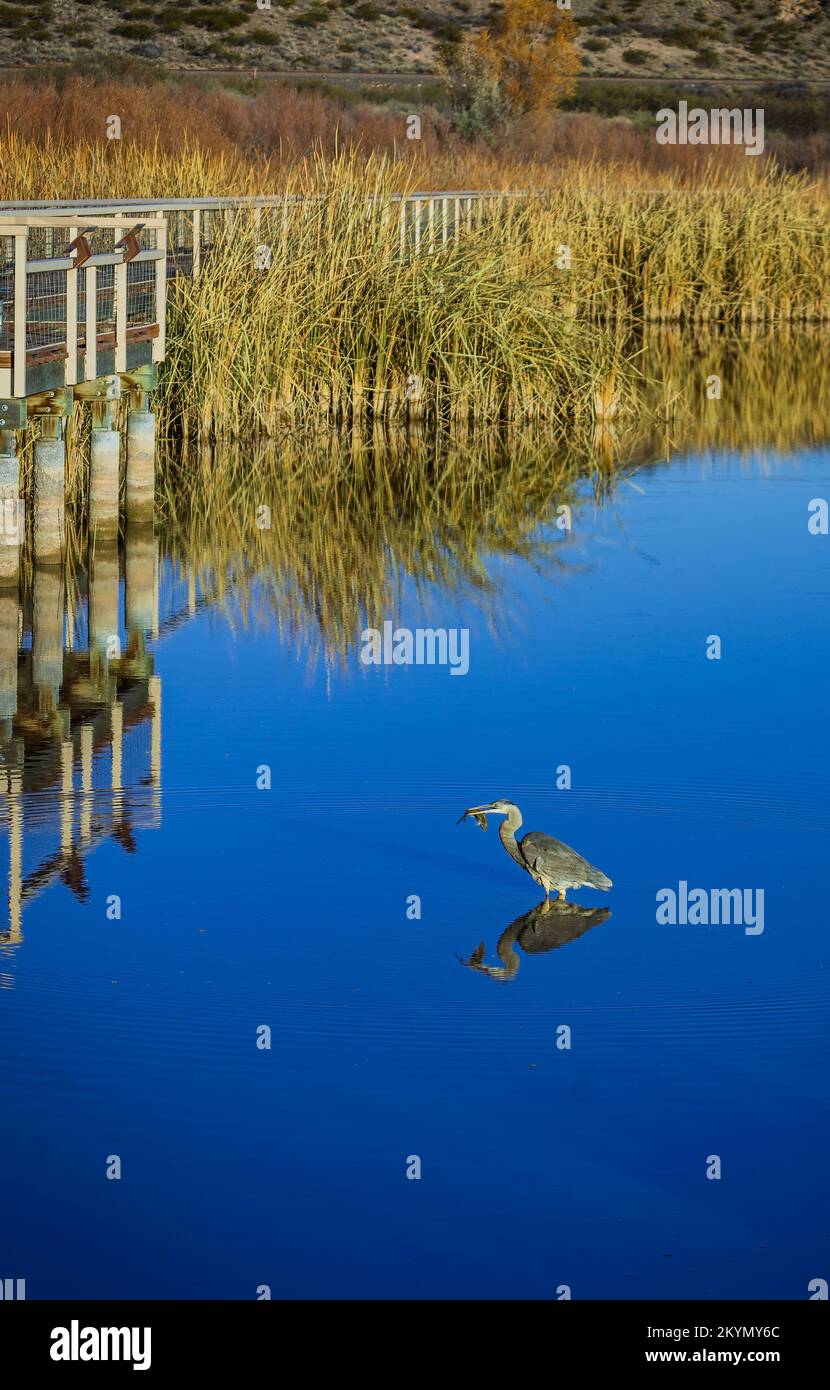 Kran steht im Wasser und frisst einen Fisch mit guter Wasserreflexion Stockfoto