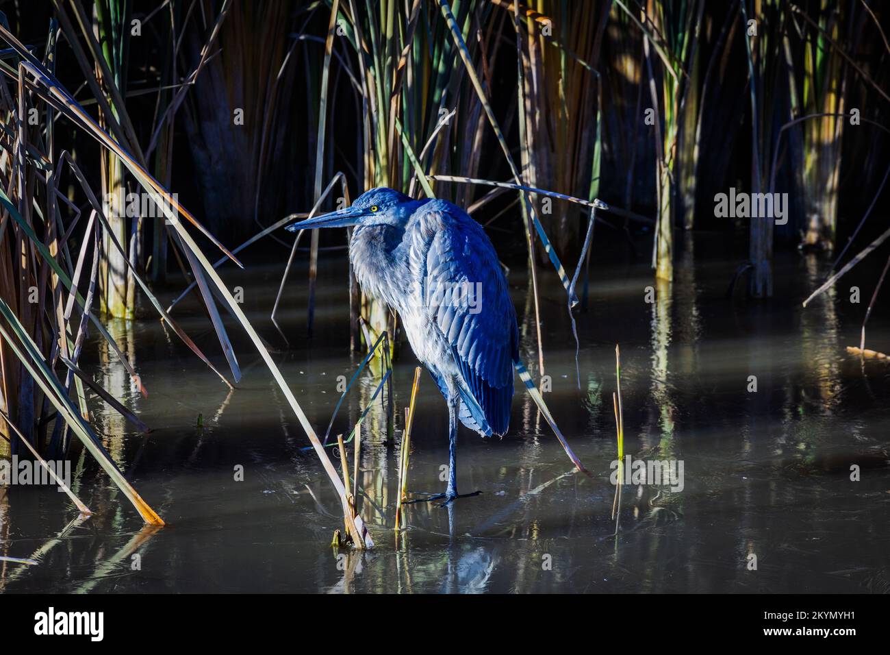 Blauer Kran steht auf Eis im Teich Stockfoto