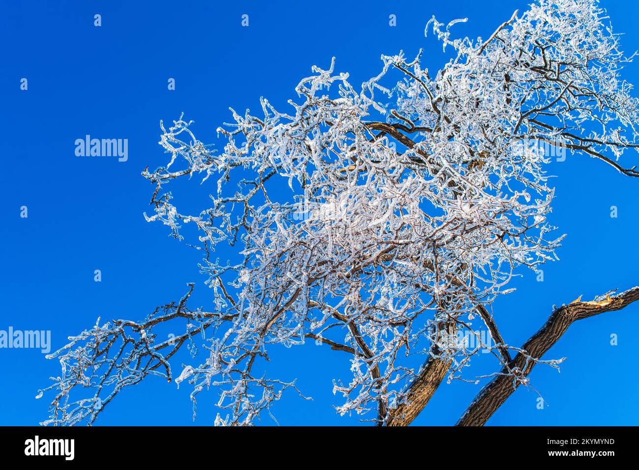Eisbedeckte Zweige von Bäumen vor dem klaren blauen Himmel. Frostiges Winterwetter. Märchenlandschaft Stockfoto