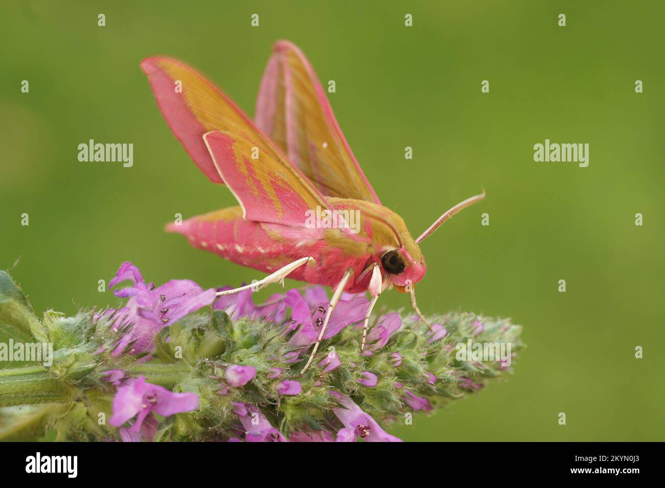 Nahaufnahme einer farbenfrohen, rosafarbenen, großen Elefanten-Falken-Motte, Deilephila elpenor, auf einem grünen, verschwommenen Hintergrund Stockfoto