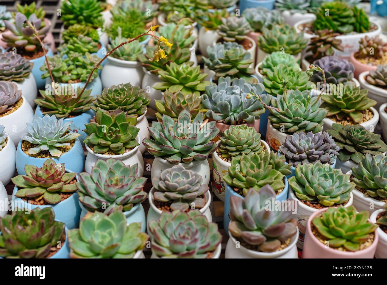 Auf einem Blumenmarkt wurden viele Sukkulenten von Echeveria elegans, Echeveria, Sedum, Graptopetalum (leatherpetal) eingetopft Stockfoto