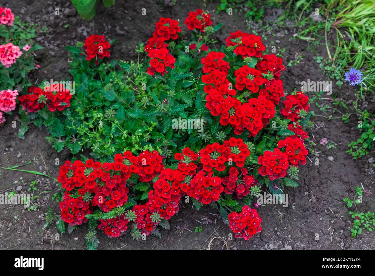 Garten mit einem großen Busch roter Veilchen im Hinterhof eines Landhauses. Stockfoto