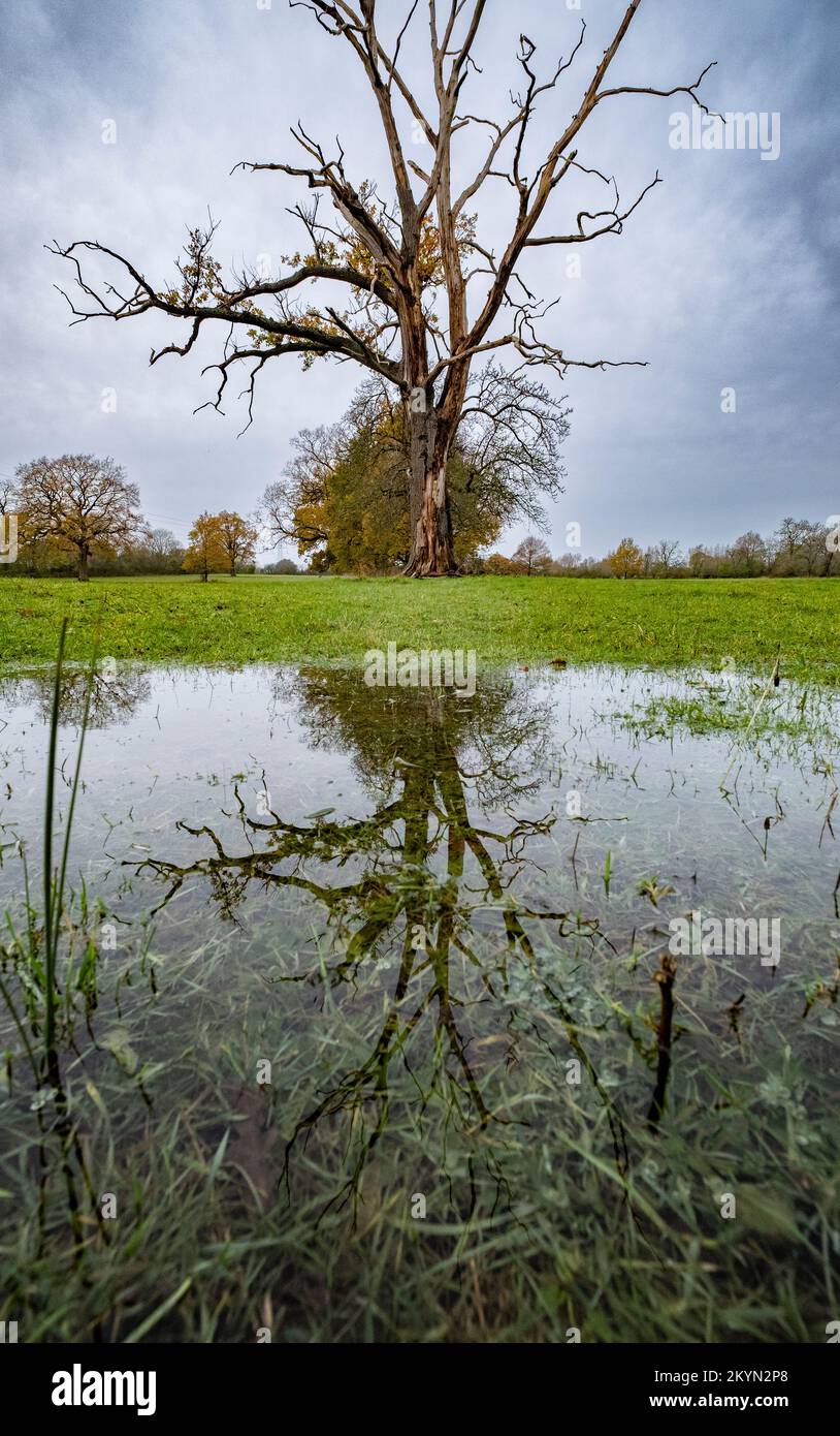 Reflexionen eines alten Baumes in einer Pfütze nach heftigem Regen, Worcestershire, England. Stockfoto