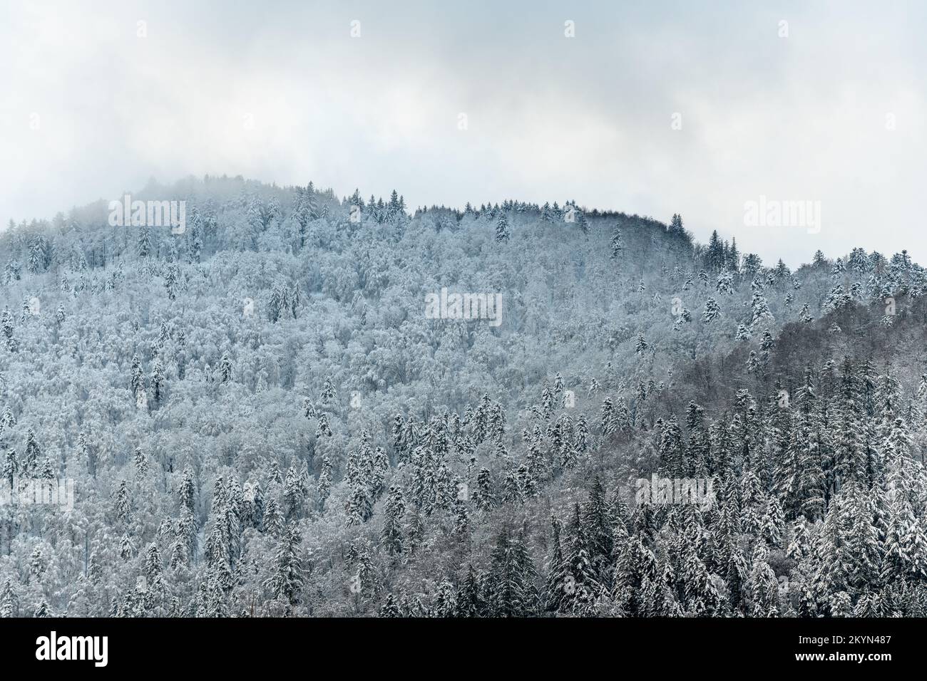 Nadelwälder bedeckt mit dem ersten Schnee in den Bergen. Vogesen Elsass, Frankreich. Stockfoto